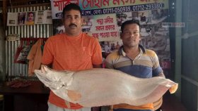 পদ্মার ১২ কেজির চিতল ১৯ হাজারে বিক্রি