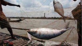 যমুনায় ইলিশ ধরার অপরাধে জেলের কারাদণ্ড