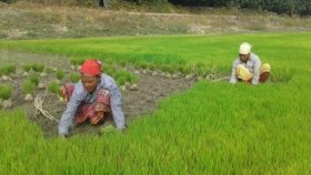 পানি নামলেই কৃষকের হাতে ধানের চারা দেবে সরকার: কৃষিমন্ত্রী