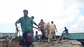 যে ৬ কারণে কোরবানি কবুল হয় না