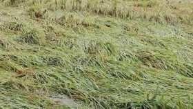 ঝড়ে নুয়ে পড়েছে ক্ষেতের ধান, দুশ্চিন্তায় কৃষক