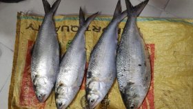 শিকার নিষেধাজ্ঞায় ইলিশের বিচরণ বেড়েছে