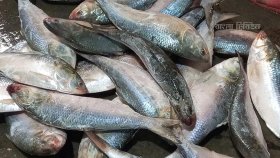 নিষিদ্ধ সময়ে ধরা ইলিশ বাজারে, মণ ৪০ হাজার