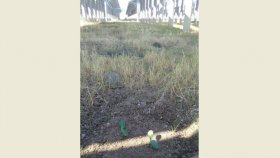 সৌর বিদ্যুৎকেন্দ্রের জমিতে কৃষি আবাদ শুরু