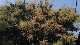 তীব্র শীতে আম গাছে আগাম মুকুল
