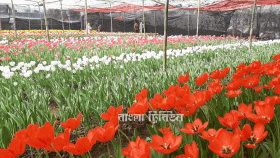 নেদারল্যান্ডসের টিউলিপে শ্রীপুরের দম্পতির মুখে হাসি