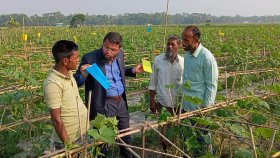 ফাঁদপদ্ধতিতে সবজিতে বিপ্লব!
