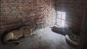 আফ্রিকা থেকে জোড়া সিংহ এলো চট্টগ্রাম চিড়িয়াখানায়