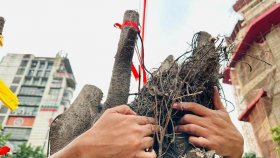 কবিতা-গানে ধানমন্ডির সাতমসজিদ সড়কে গাছ কাটার প্রতিবাদ