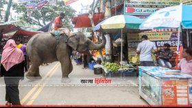 রাজধানীতে হাতি নিয়ে চাঁদাবাজি, থামাবে কে