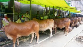 গরুর দাম চড়া, রাজধানীতে বাড়ছে শরিক পদ্ধতিতে কোরবানি