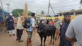 বৃষ্টিতে দাম কমেছে কোরবানির পশুর