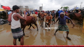 ‘হাটে গরুর গাড়ি নিয়ে টানাটানি করলে কঠোর ব্যবস্থা’ 