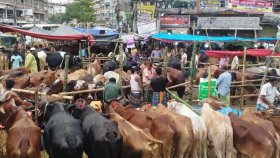 শেষ মুহূর্তে জমজমাট পুরান ঢাকার গরুর হাট
