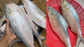 আসল ও সুস্বাদু ইলিশ চেনার ১০ উপায়