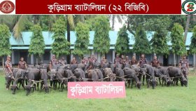 ব্রহ্মপুত্রের চর থেকে ৪৫টি ‘চোরাই’ মহিষ উদ্ধার