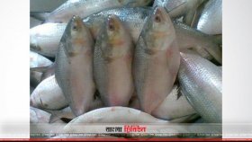 পদ্মার ইলিশ পশ্চিমবঙ্গে, প্রথম দফায় পৌঁছালো ৪৫ টন
