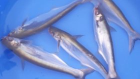 বিলুপ্তপ্রায় ছোট মাছ সংরক্ষণে ভূমিকা রাখছে ‘লাইভ জিন ব্যাংক’