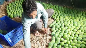 রাজশাহী থেকে আমের প্রথম চালান গেলো ইউরোপে