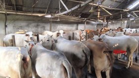 কেন হারিয়ে যাচ্ছে সাদা গরু?