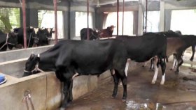 পশুর খাবারের দাম চড়া, লোকসানের শঙ্কায় রংপুরের খামারিরা