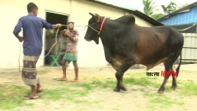 গরমে চ্যালেঞ্জের মুখে খামারি ও ব্যাপারীরা