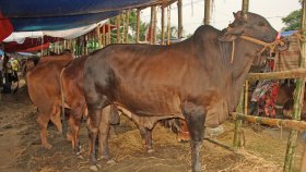 চট্টগ্রামে এবার ৫ লাখের বেশি চামড়া সংগ্রহ