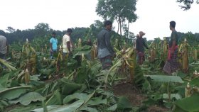রাতের আঁধারে কাটা হয়েছে কৃষকের ১০ হাজার কলাগাছ