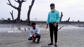কুয়াকাটা সৈকতে আবারও ভেসে এলো মৃত ডলফিন