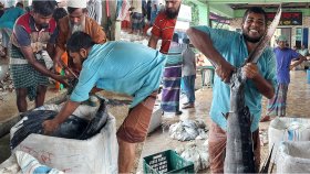 জেলের জালে ধরা পড়লো ৩০ কেজি ওজনের পাখি মাছ