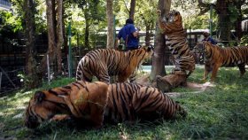 ভিয়েতনামে চিড়িয়াখানায় ৪৭টি বাঘের মৃত্যু, সন্দেহে বার্ড ফ্লু