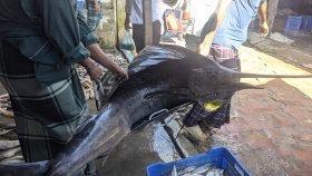 সাগরে জেলের জালে ৪৬ কেজি ওজনের ‘পাখি মাছ’