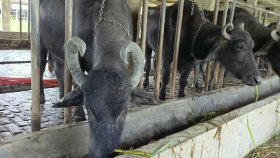 সরকারি খামারের ১৮ মহিষের রহস্যজনক মৃত্যু