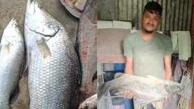 পুকুরে ধরা পড়লো ১০ কেজি ওজনের কোরাল