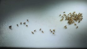 মহাকাশে মাছি ও কোষ নিয়ে গবেষণা করছে চীন