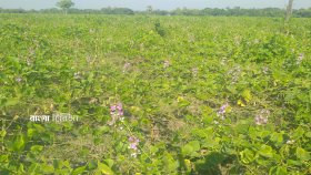 শিম ক্ষেতে পচন রোগ, চাষিদের মাথায় হাত