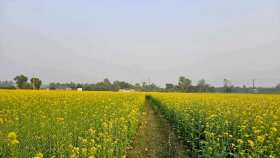 সরিষা ফুল দেখতে যাবেন?