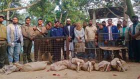 দিনাজপুরের স্বপ্নপুরী পার্ক থেকে ৭৪টি বন্যপ্রাণী উদ্ধার