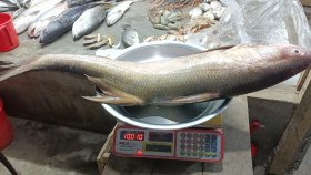 ১০ কেজির একটি লাক্ষা মাছ ১৭৫০০ টাকায় বিক্রি