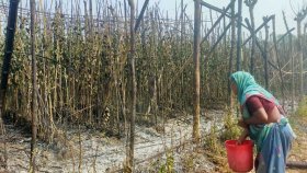 ঝিনাইদহে আগুনে পুড়লো ১২ বিঘা পানের বরজ