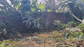 তিনটি গরু চুরির পর কেটে মাংস নিয়ে গেছে চোরেরা