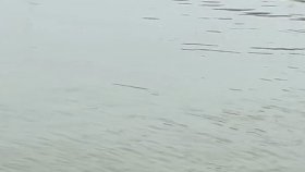 নদীতে ভেসে উঠলো আরেক ডাকাতের লাশ, নিহত বেড়ে চার