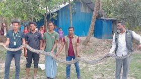 ১৬ ফুট লম্বা অজগরকে বনে অবমুক্ত