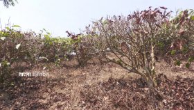 খরায় পুড়ছে চা বাগান, উৎপাদন নিয়ে শঙ্কা