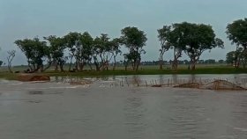 বাঁধ ভেঙে পাটলাই নদীর পানি প্রবেশ করছে টাংগুয়ার হাওরে