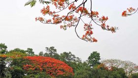 রঙ লেগেছে কৃষ্ণচূড়ায় (ফটো স্টোরি)