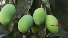 সাতক্ষীরার কোন আম কবে বাজারে আসবে
