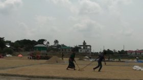 হাওরে ধানের বাম্পার ফলন হলেও দাম নিয়ে হতাশ কৃষক