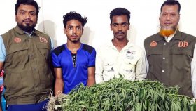 ভুট্টাক্ষেতে গাঁজা চাষ, আটক দুই যুবক