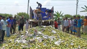 এক ট্রাক অপরিপক্ব আম ধ্বংস করলো সাতক্ষীরা জেলা প্রশাসন